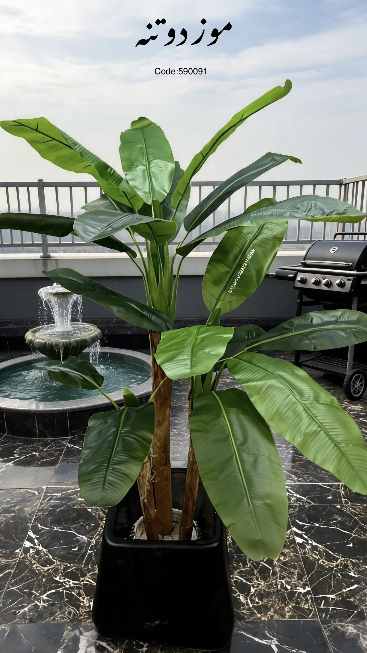 درختچه موز ۲ تنه 
